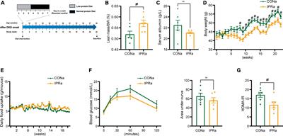 Intermittent protein restriction before but not after the onset of diabetic kidney disease attenuates disease progression in mice